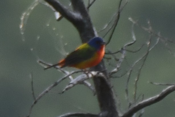 Painted Bunting - ML619478911