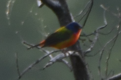Painted Bunting - ML619478912