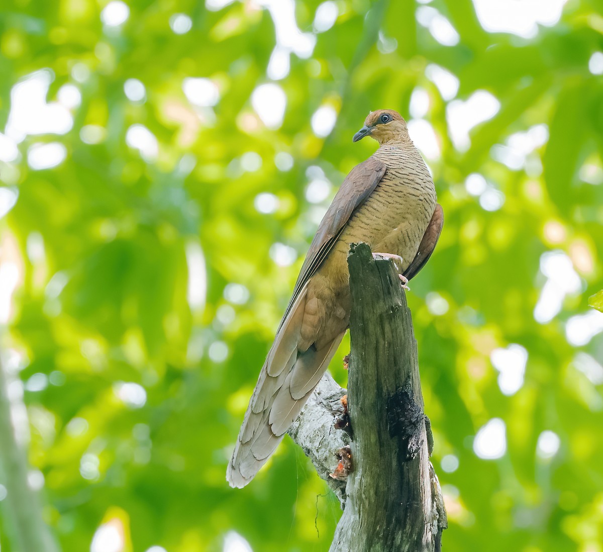 Timor Cuckoo-Dove - ML619478975