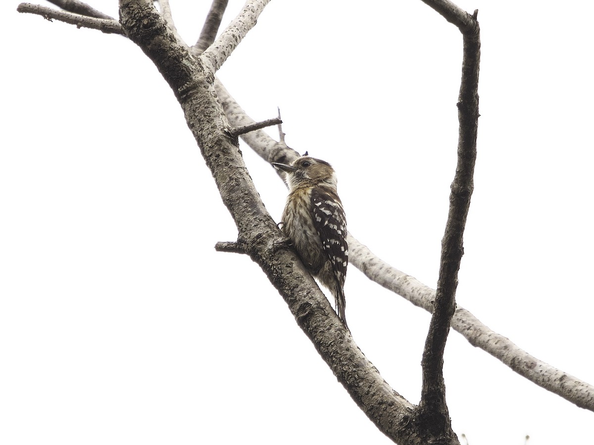 Japanese Pygmy Woodpecker - ML619479092