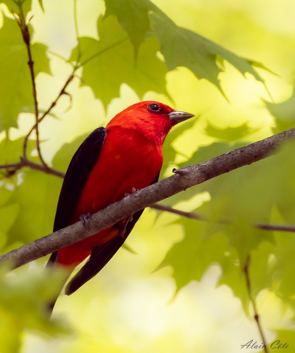 Scarlet Tanager - ML619479170