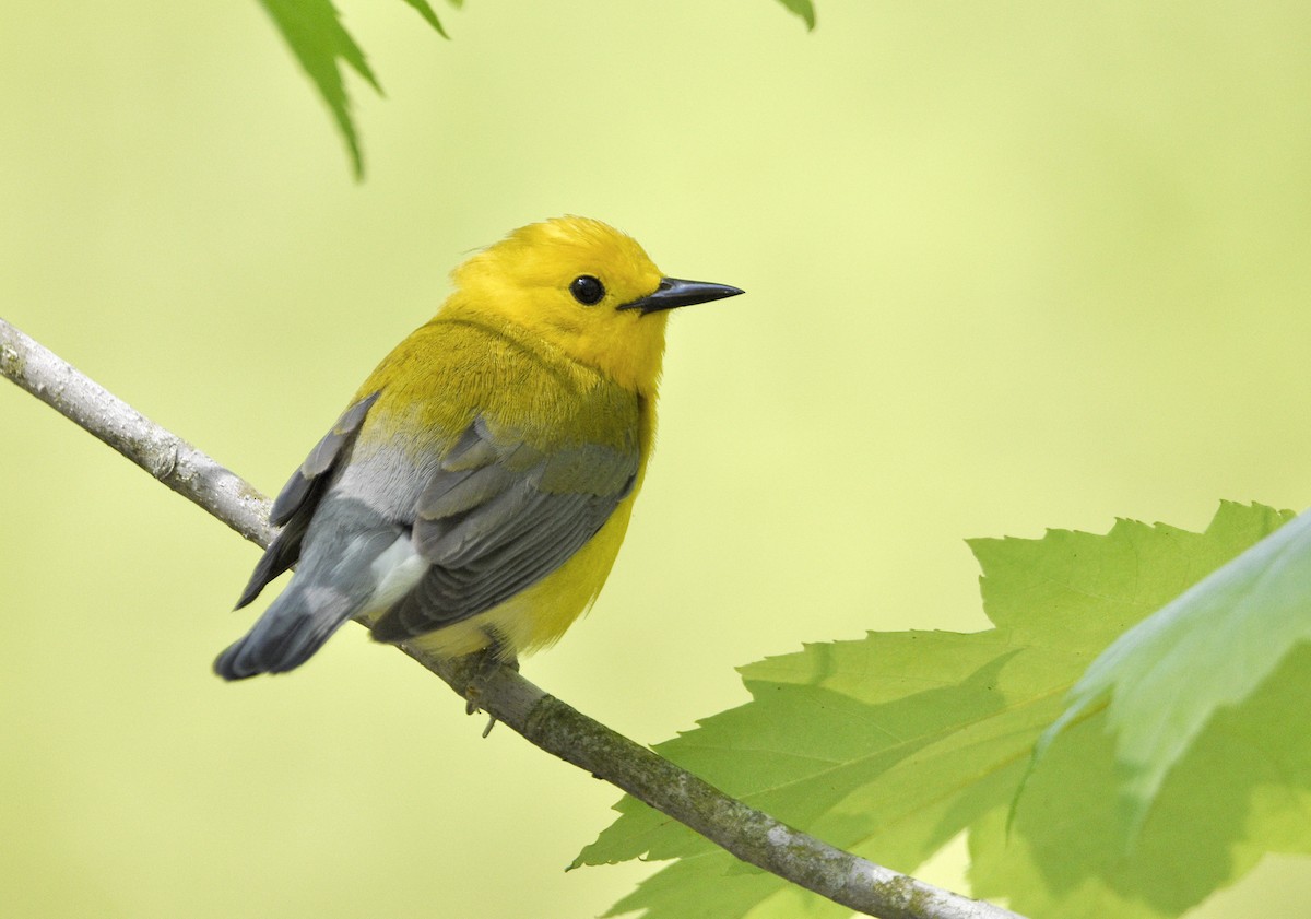 Prothonotary Warbler - ML619479192