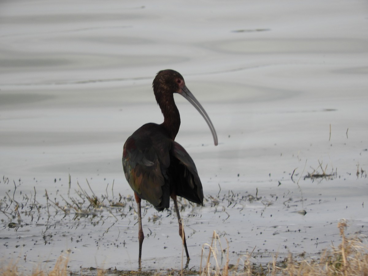 ibis americký - ML619479207
