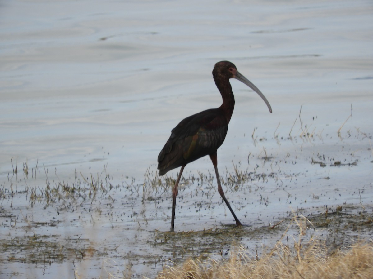 ibis americký - ML619479209