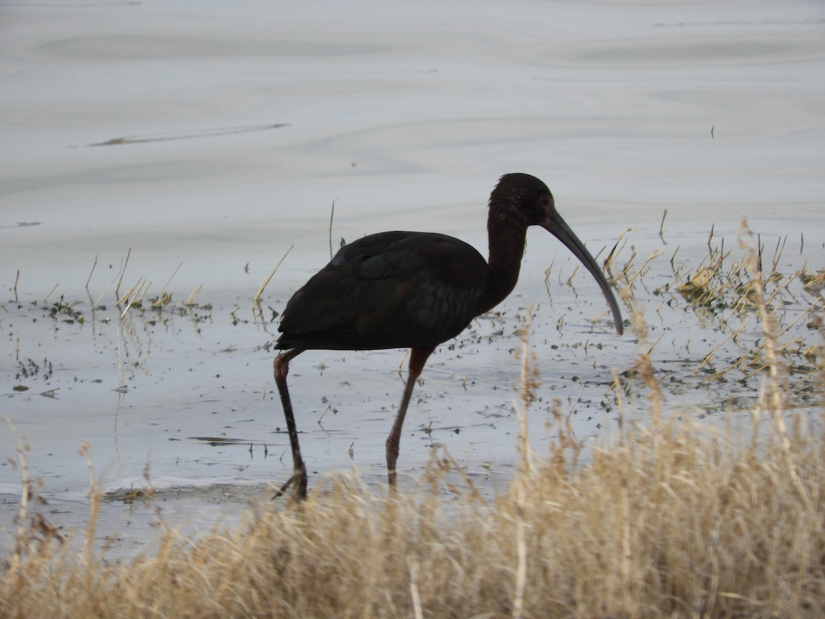 ibis americký - ML619479210