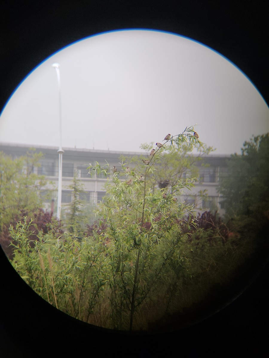 Eurasian Tree Sparrow - ML619479245