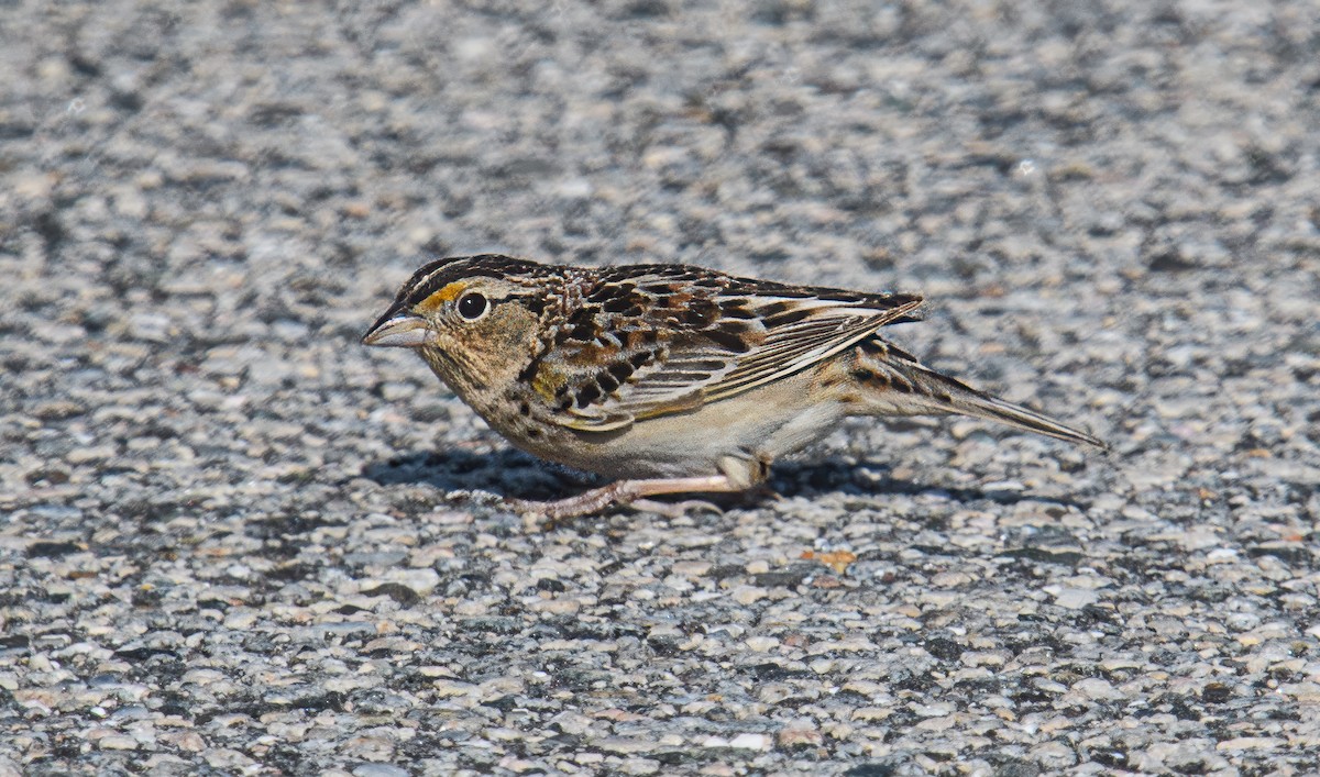 Grasshopper Sparrow - ML619479249