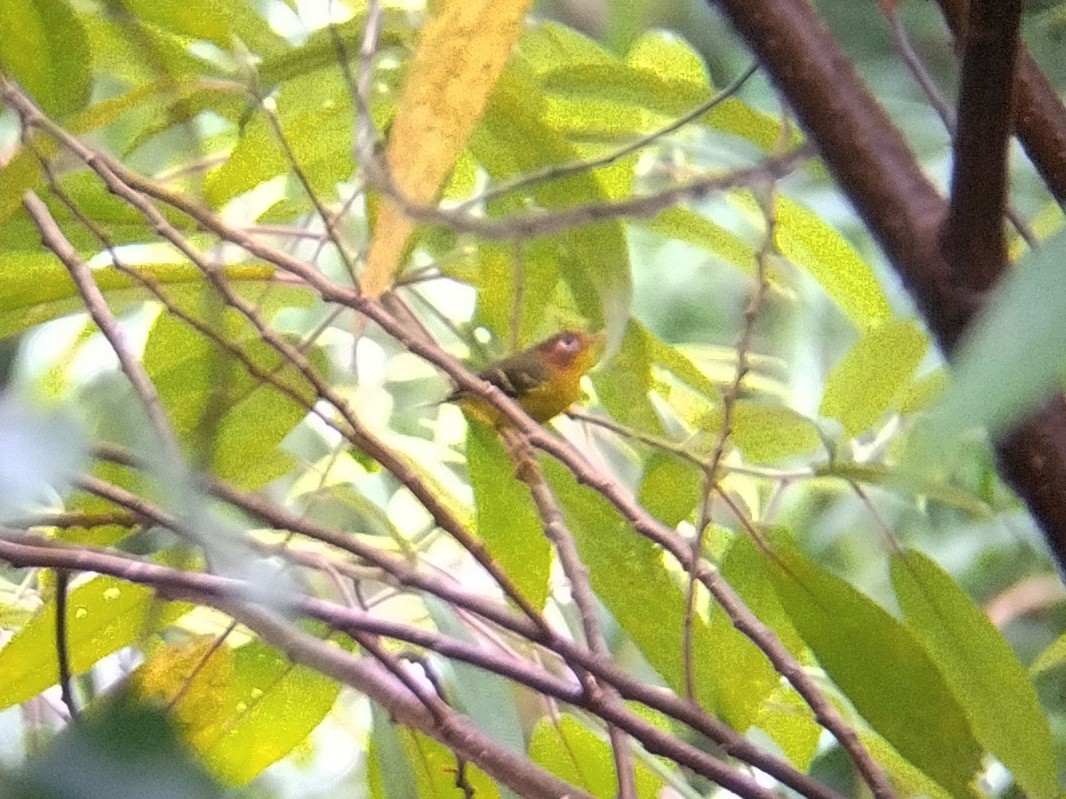 Yellow-breasted Warbler - ML619479260