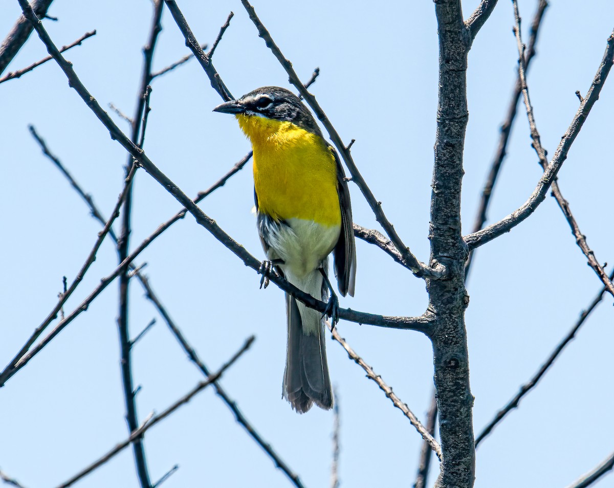 Yellow-breasted Chat - ML619479314