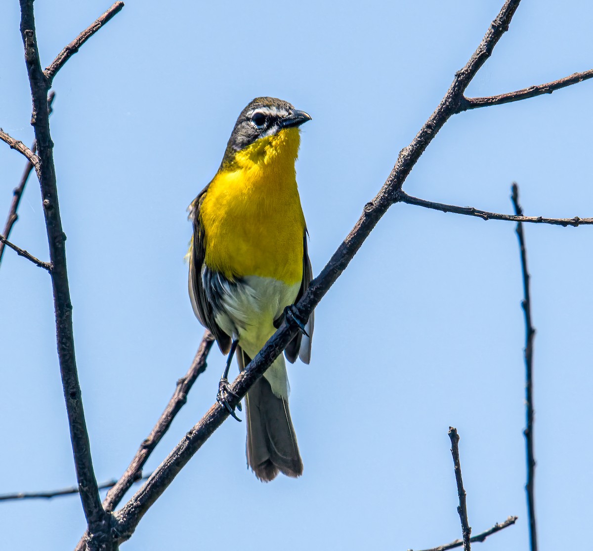 Yellow-breasted Chat - ML619479315