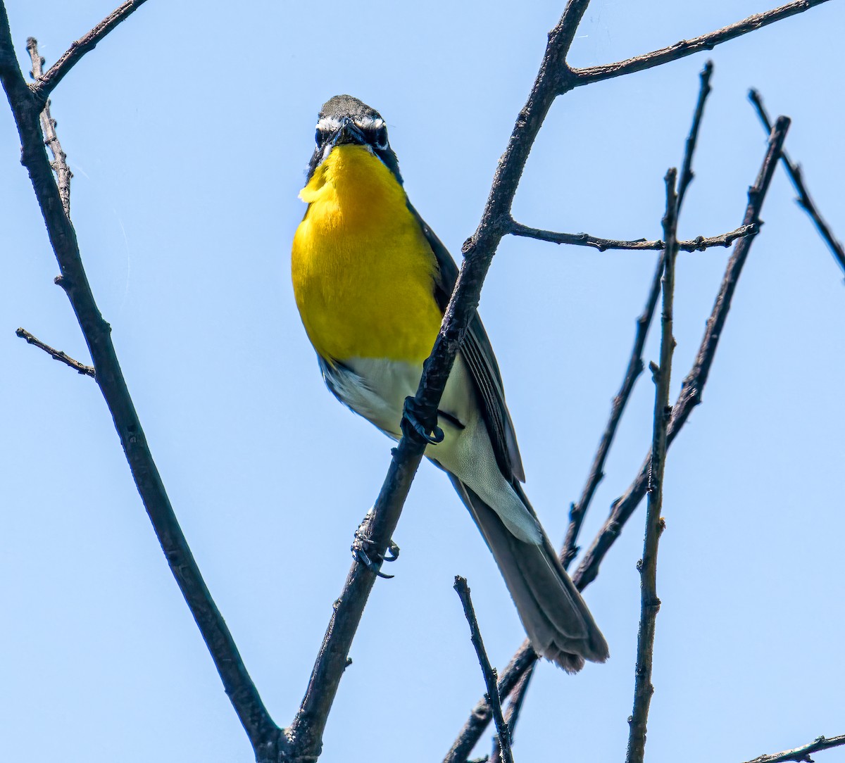 Yellow-breasted Chat - ML619479316