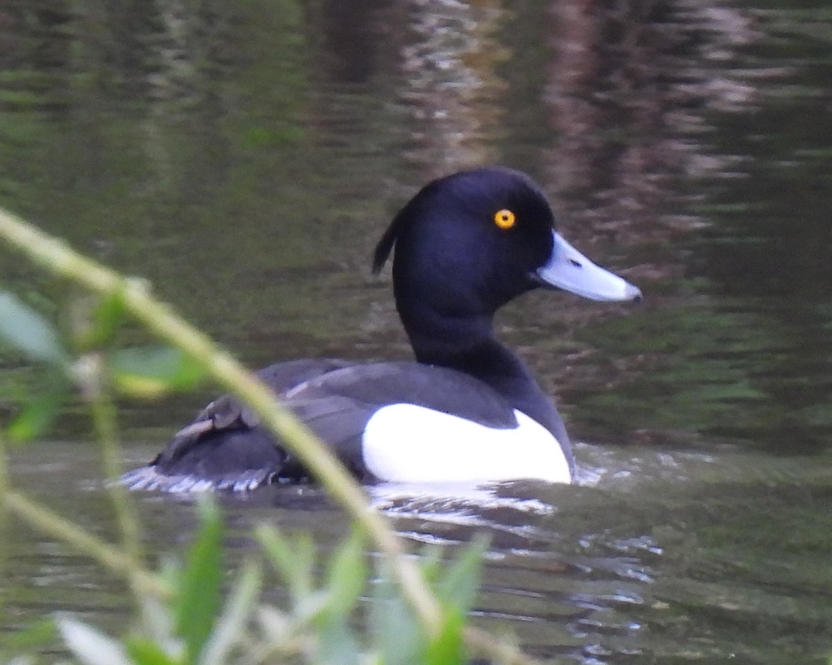 Tufted Duck - ML619479326