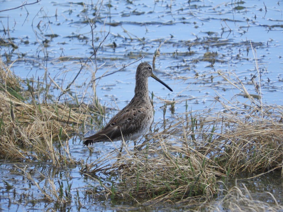 Long-billed Dowitcher - ML619479348