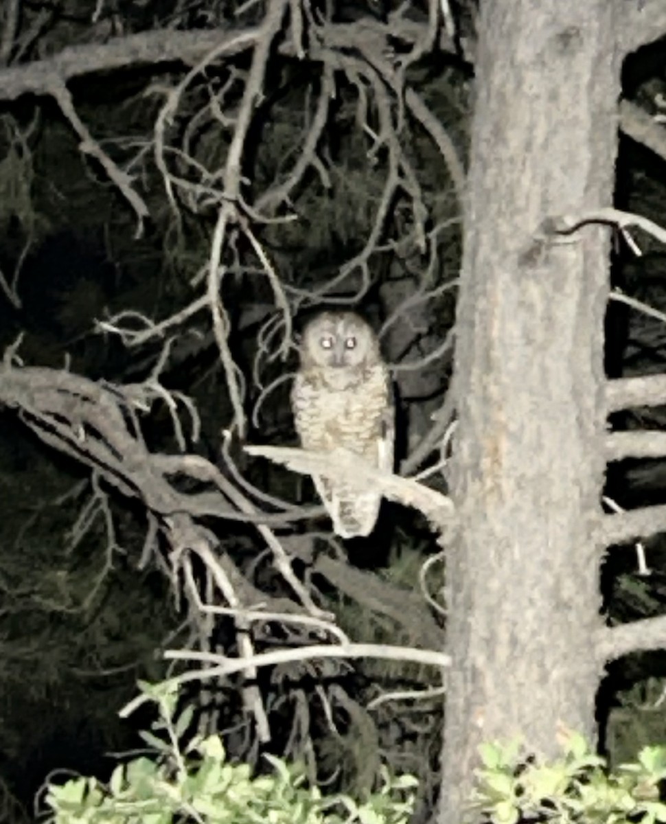 Spotted Owl (Mexican) - ML619479364