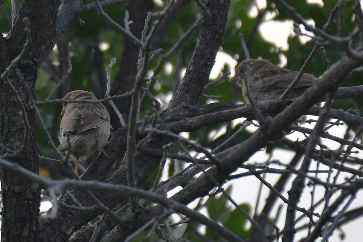 Rufous-crowned Sparrow - ML619479397