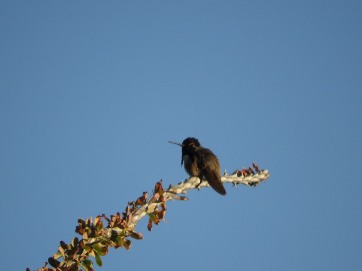 Costa's Hummingbird - ML619479406