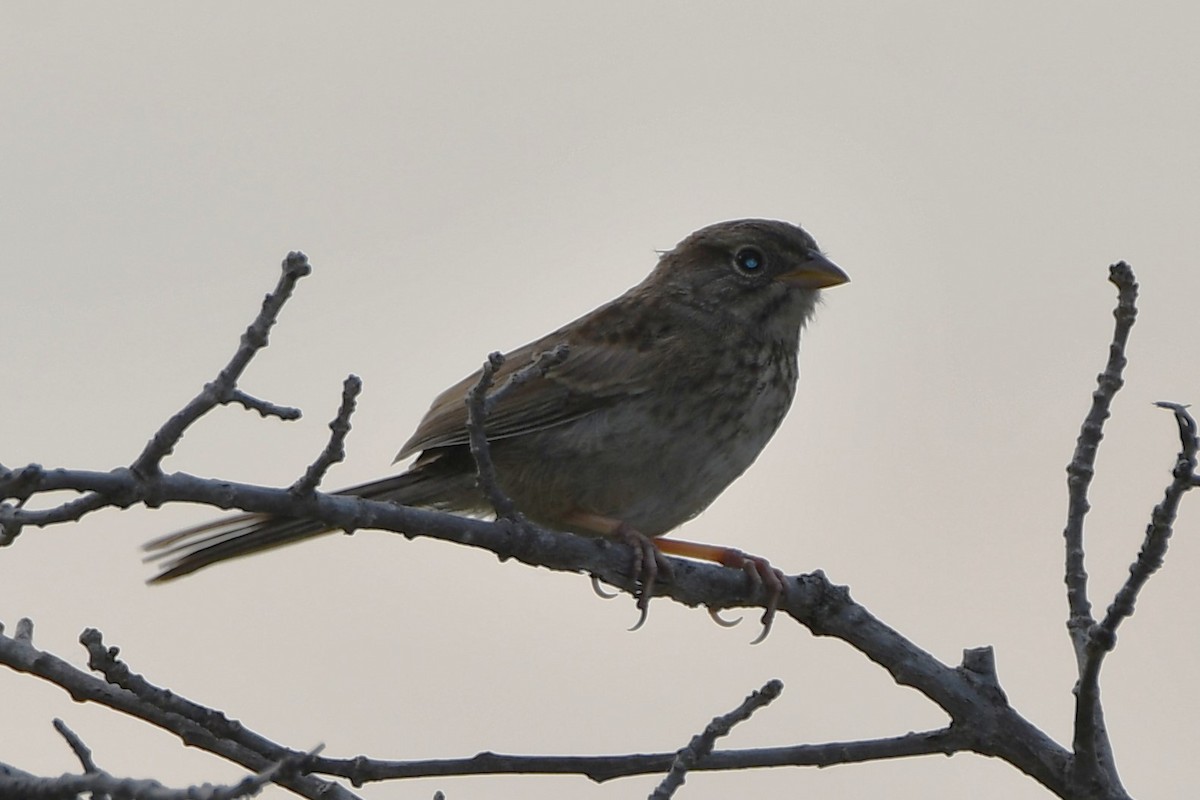 Rufous-crowned Sparrow - ML619479410