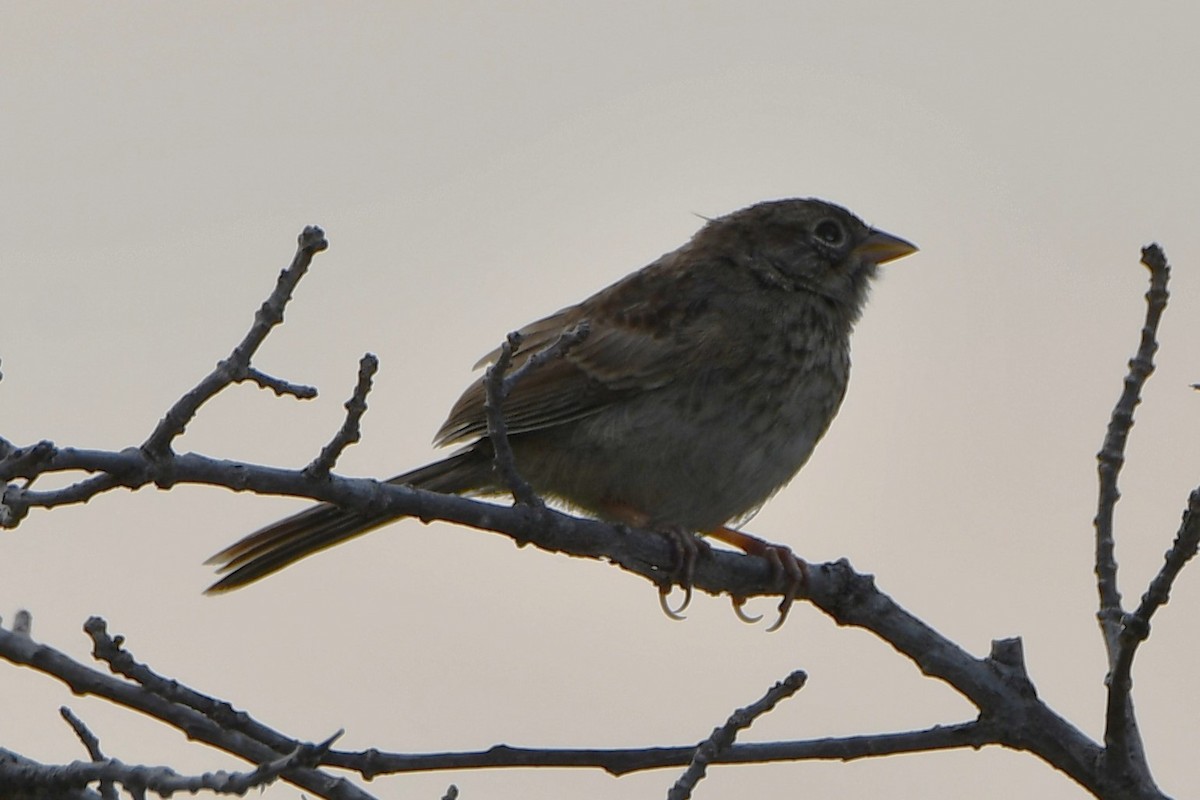 Rufous-crowned Sparrow - ML619479412
