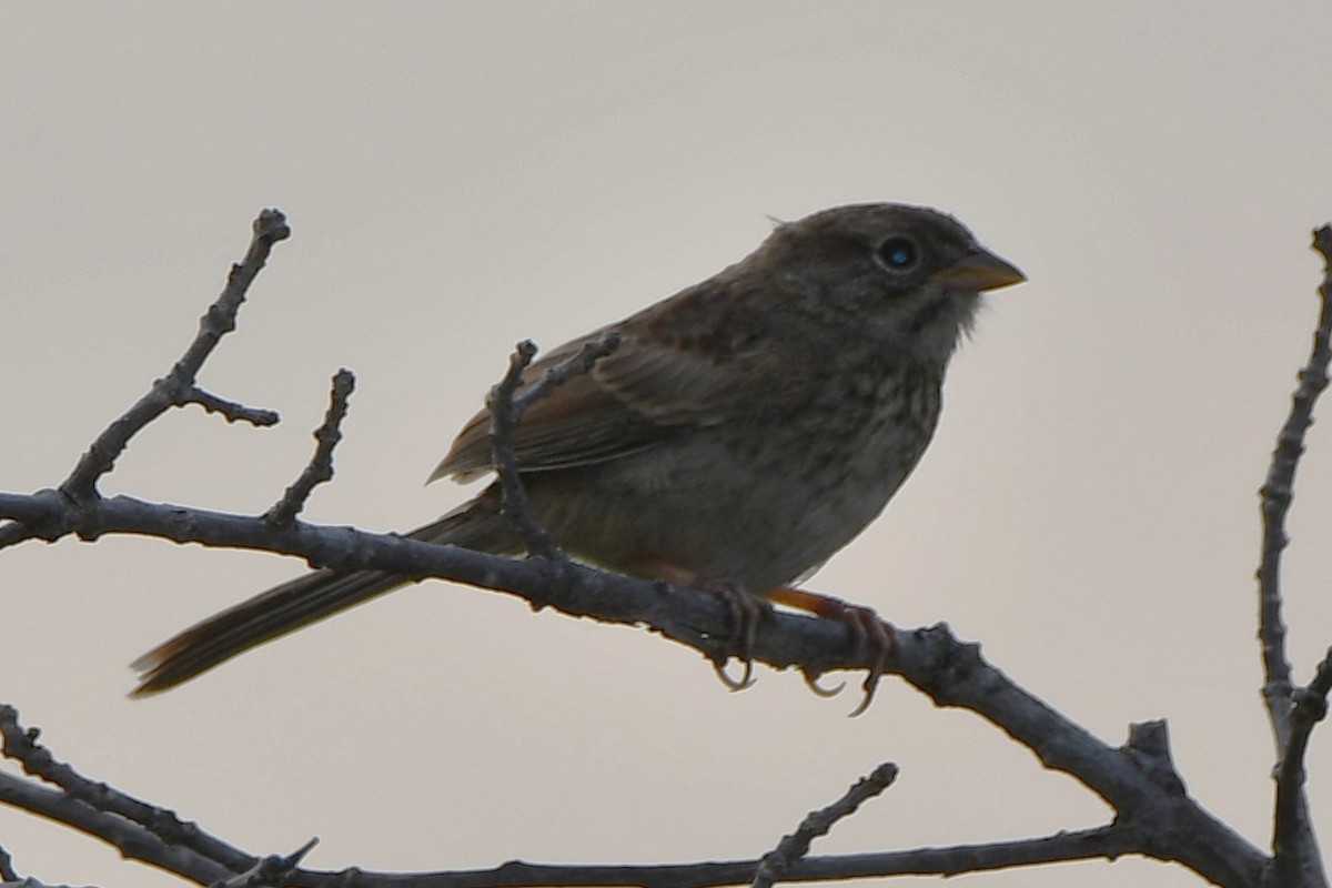 Rufous-crowned Sparrow - ML619479413