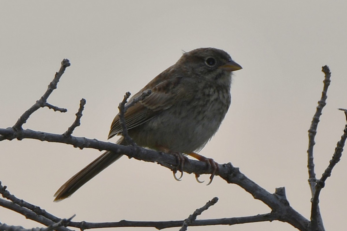 Rufous-crowned Sparrow - ML619479414