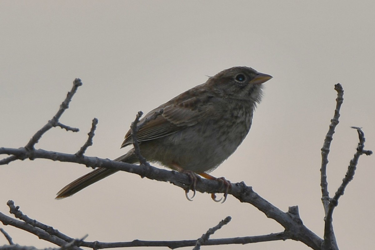 Rufous-crowned Sparrow - ML619479415