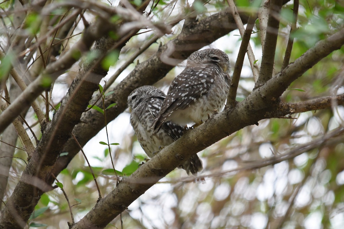 Spotted Owlet - ML619479473