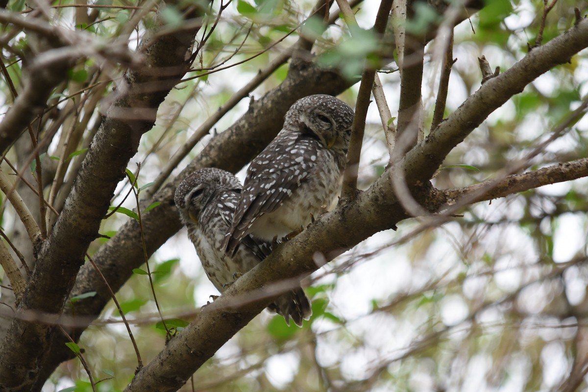 Spotted Owlet - ML619479474