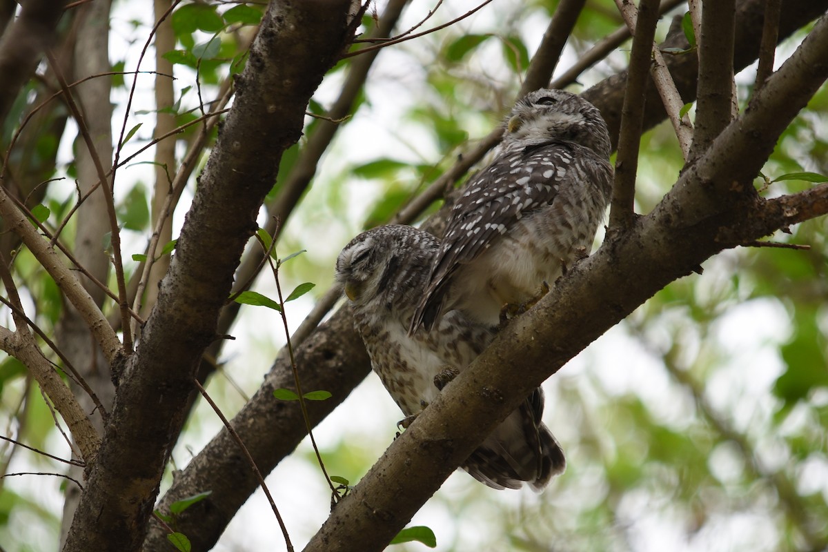 Spotted Owlet - ML619479475