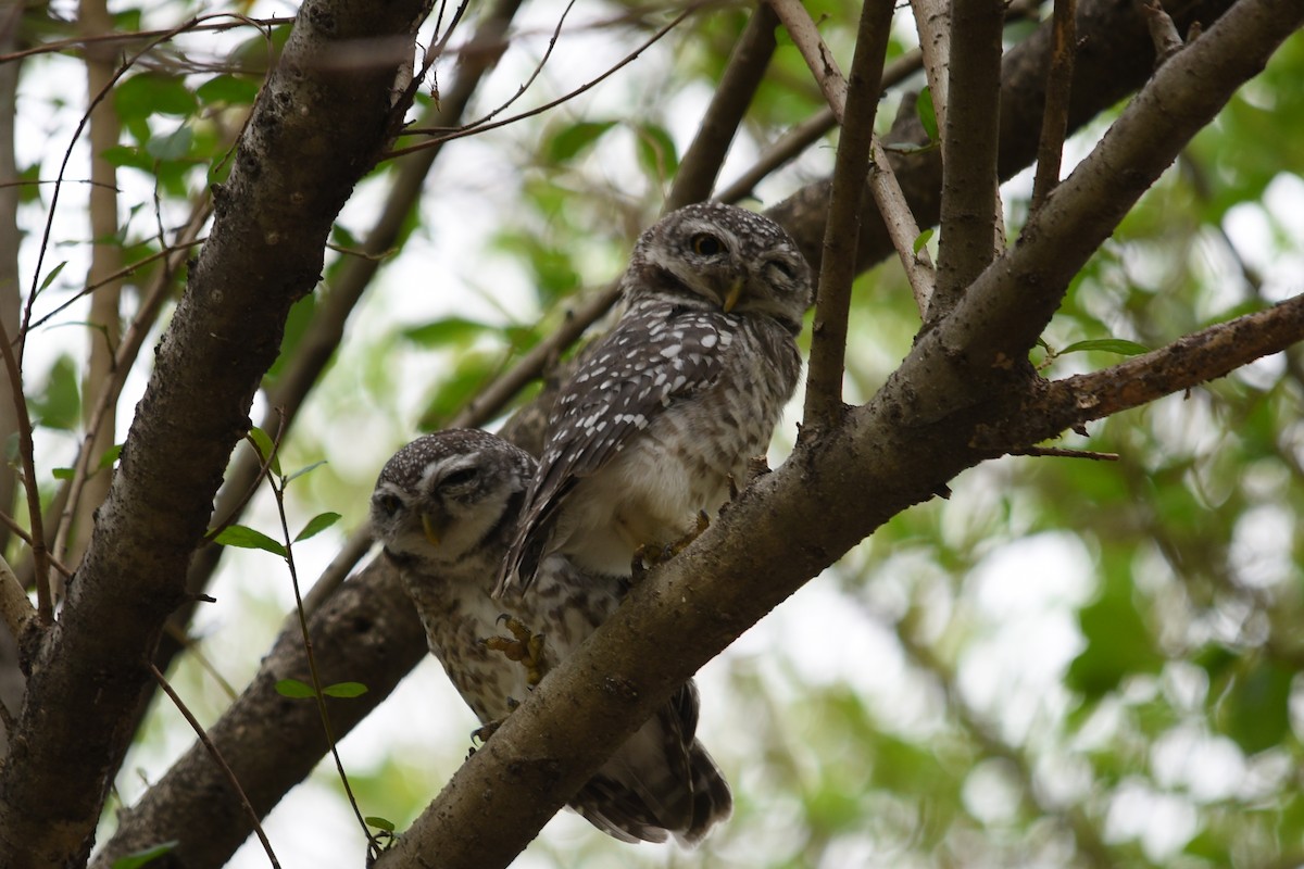 Spotted Owlet - ML619479476