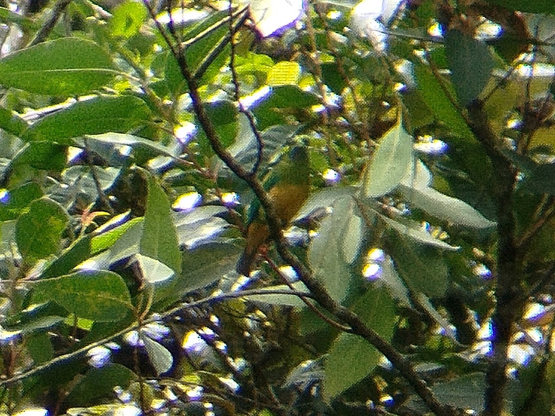 Orange-bellied Leafbird - ML619479502