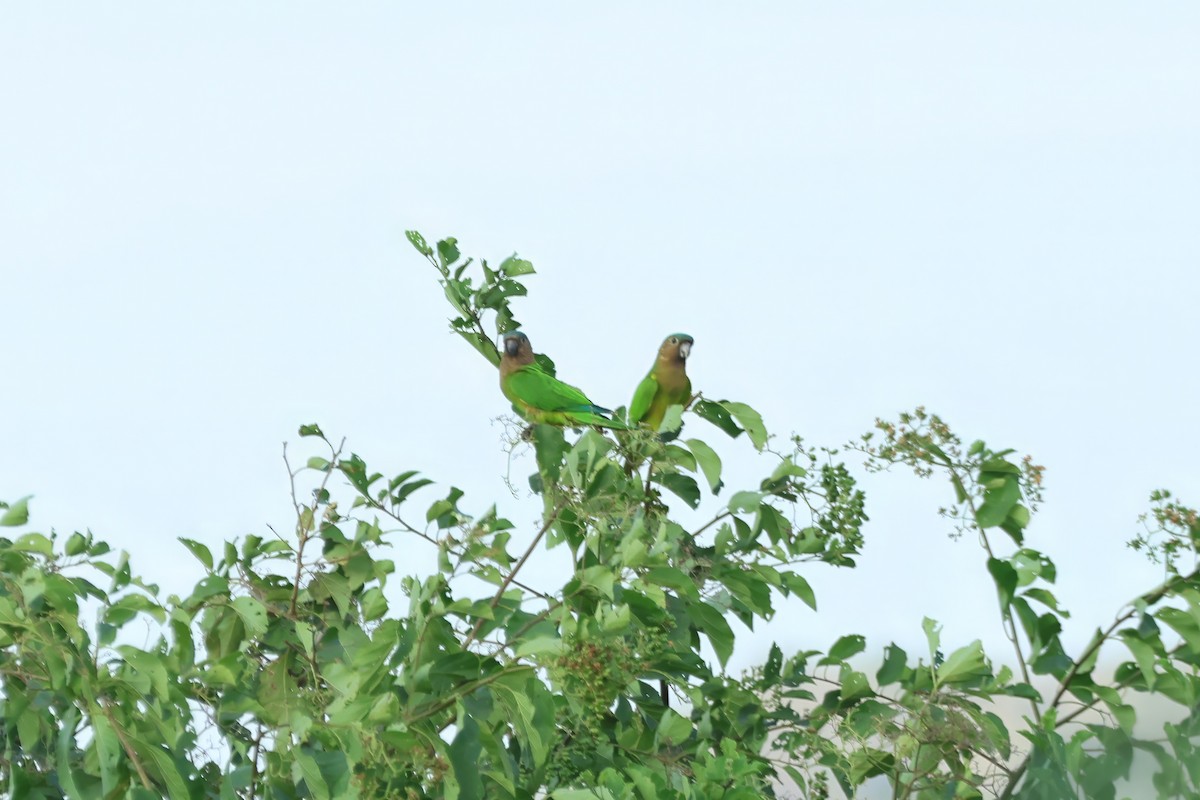 Brown-throated Parakeet - ML619479518
