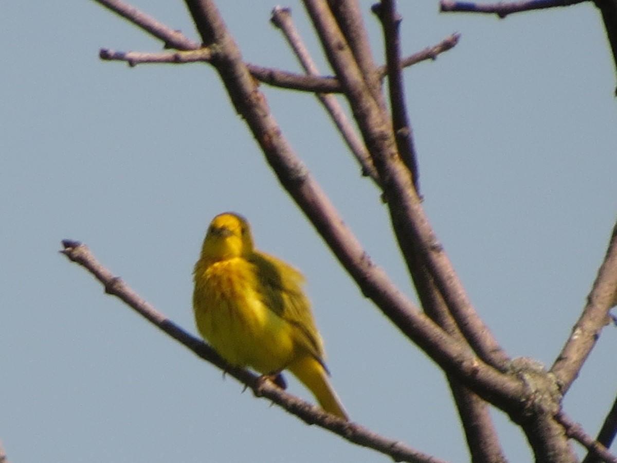 Yellow Warbler - ML619479528