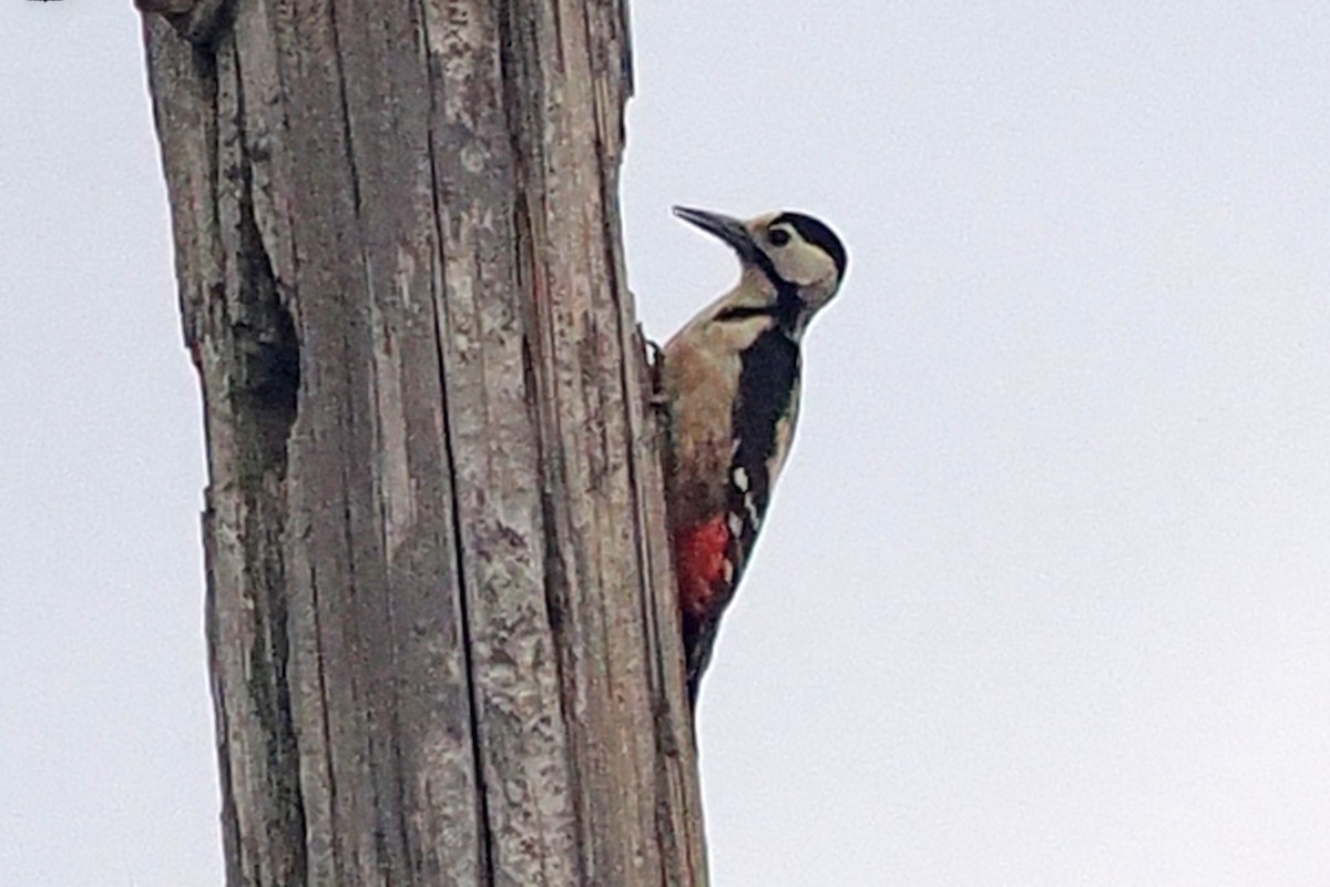Syrian Woodpecker - ML619479559