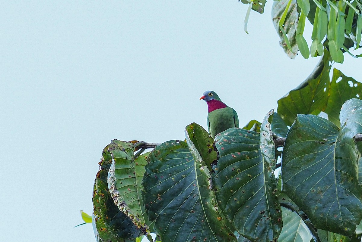Claret-breasted Fruit-Dove - ML619479606
