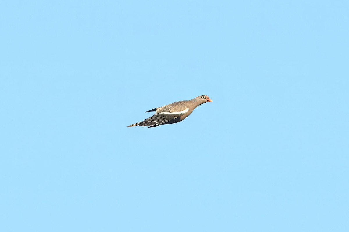 holub bělokřídlý - ML619479641