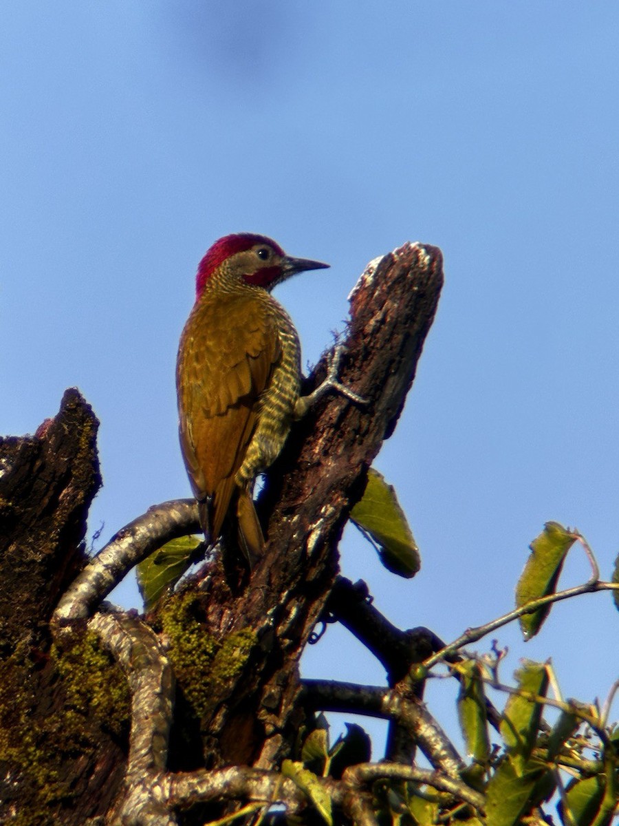 Golden-olive Woodpecker - ML619479650