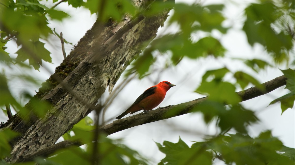 Scarlet Tanager - ML619479680