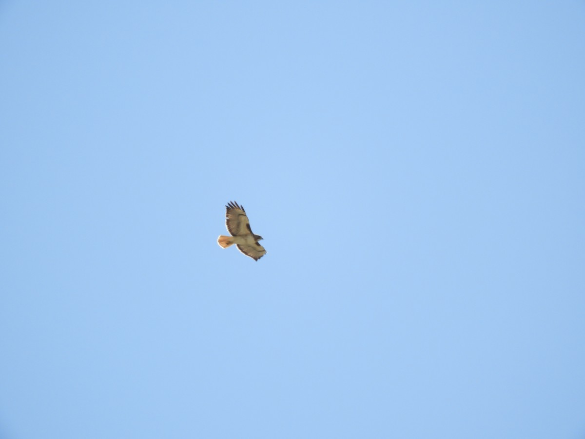Red-tailed Hawk - ML619479692