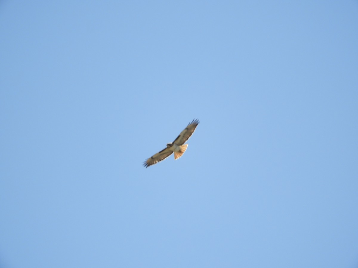 Red-tailed Hawk - ML619479693