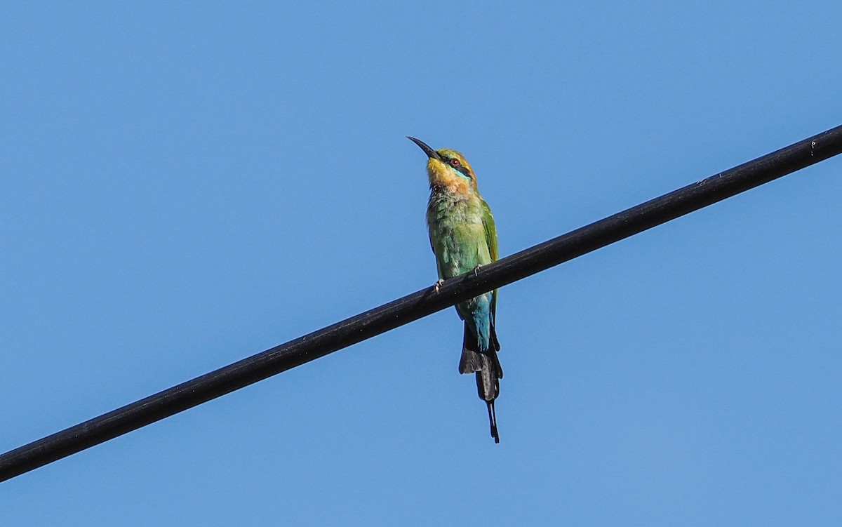 Rainbow Bee-eater - ML619479705