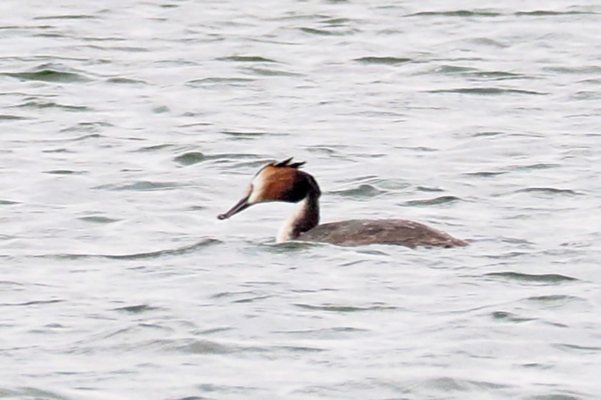 Great Crested Grebe - ML619479716