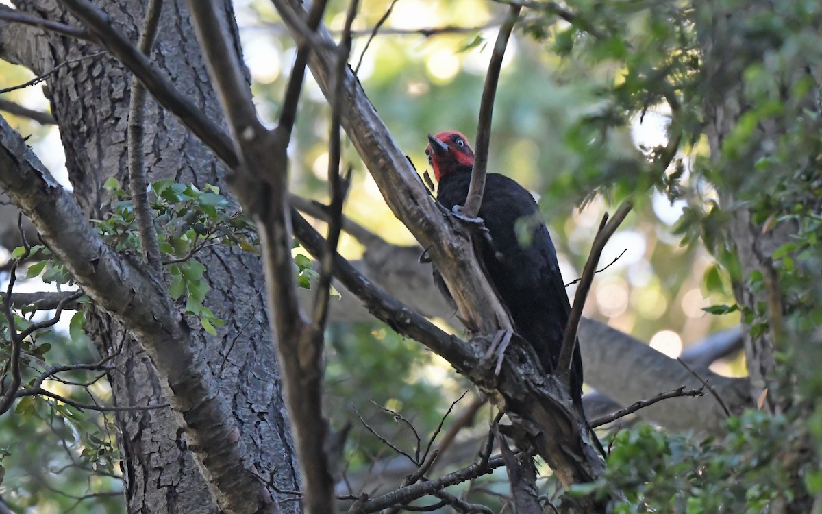 Magellanic Woodpecker - ML619479776