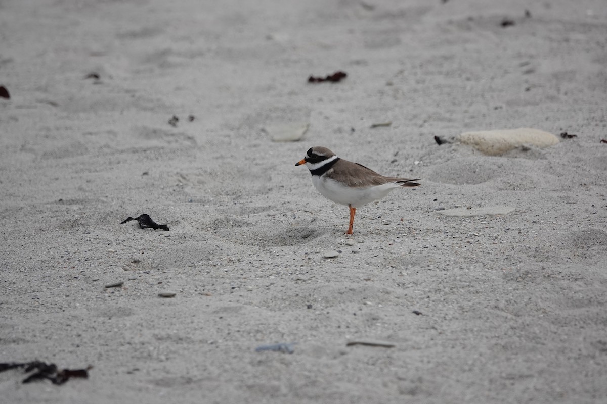 Common Ringed Plover - ML619479798