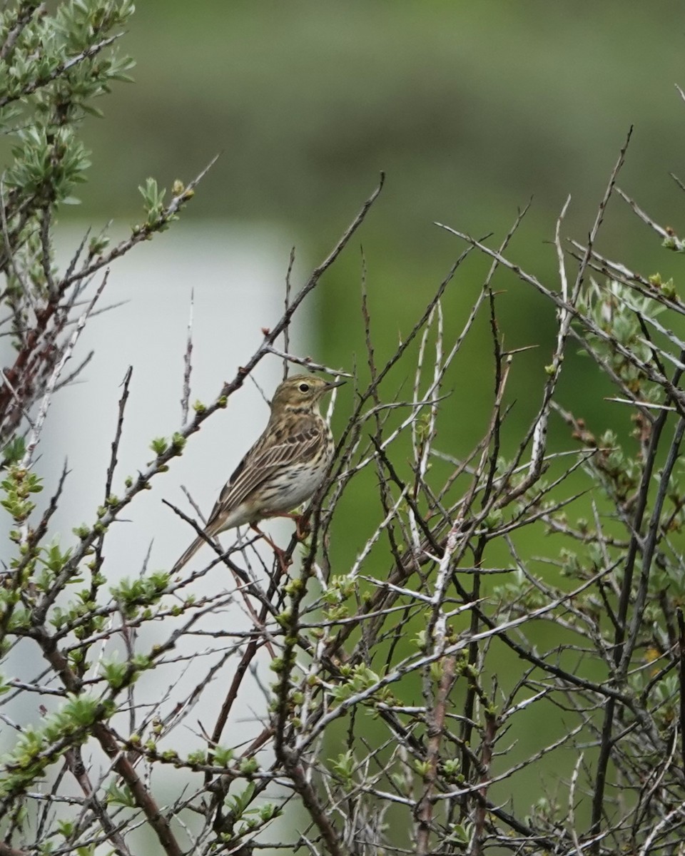 Meadow Pipit - ML619479862