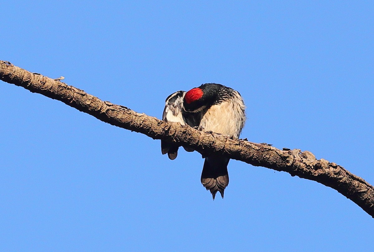 Acorn Woodpecker - ML619479874