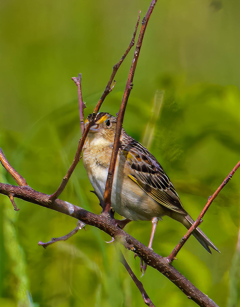 Grasshopper Sparrow - ML619479884