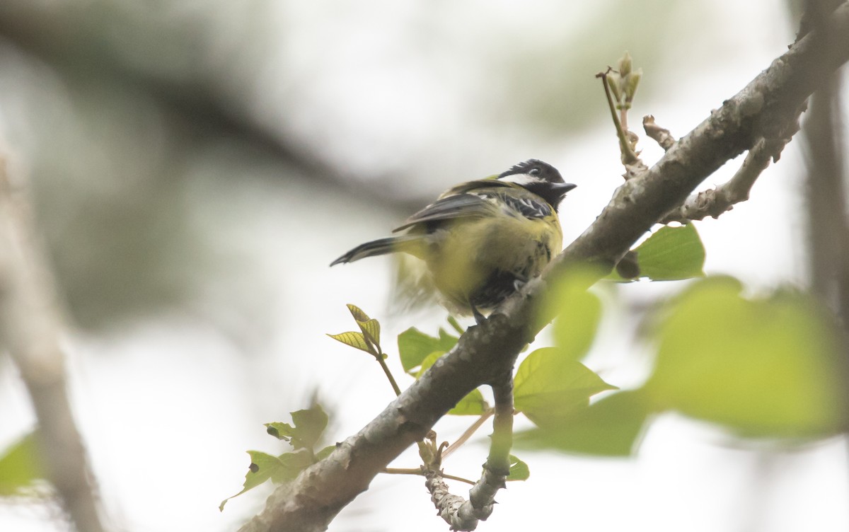Green-backed Tit - ML619479925