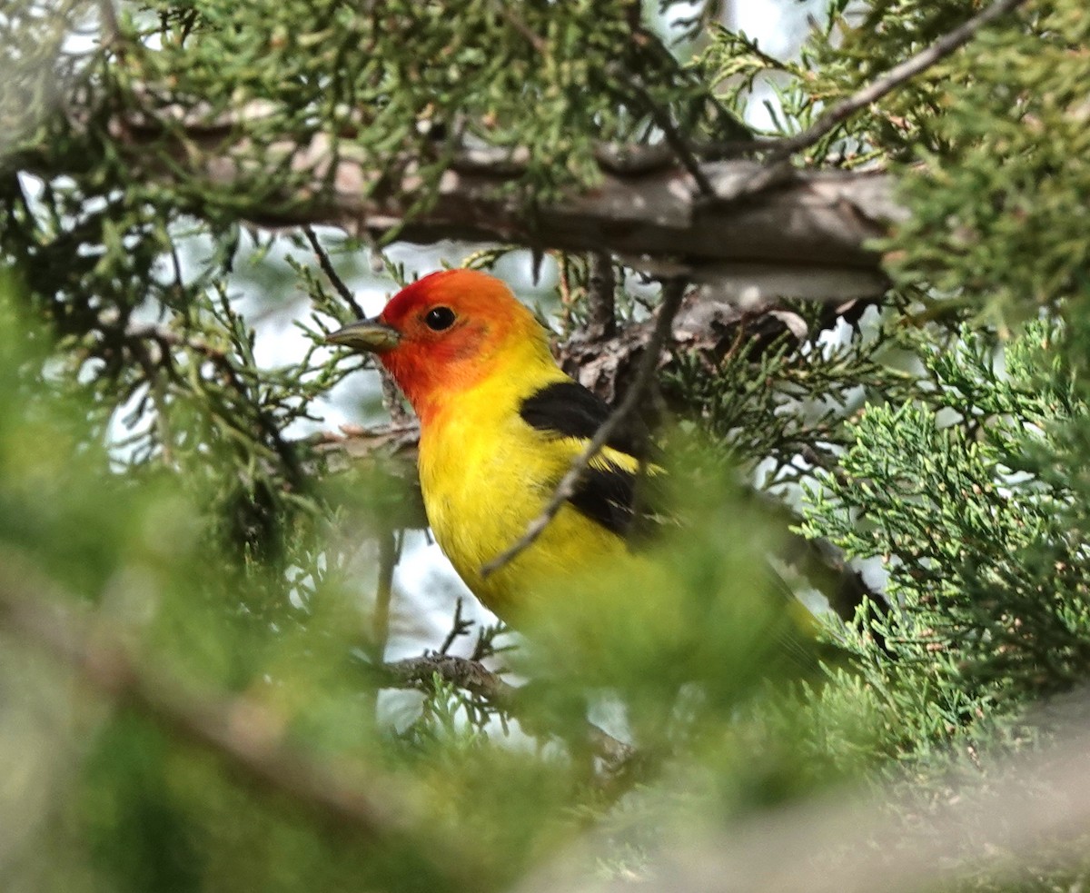 Western Tanager - ML619479927
