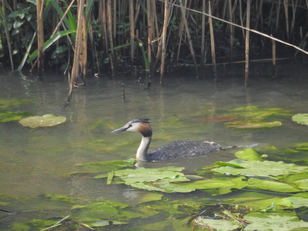 Great Crested Grebe - ML619479957