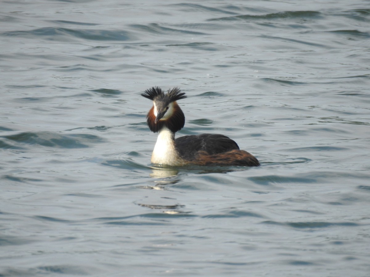 Great Crested Grebe - ML619479977